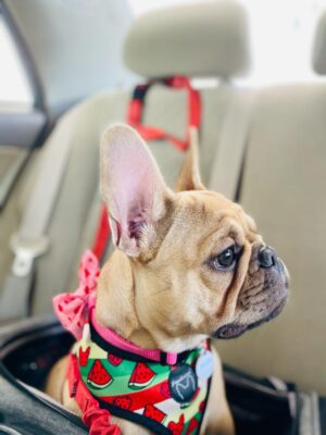 6 Tips de Alimentación de French Bulldogs